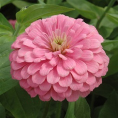 บานชื่นสีชมพู - Luminous Pink Zinnia