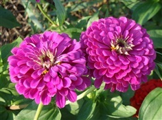 บานชื่นสีม่วง - Purple Prince Zinnia