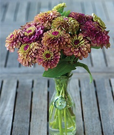 บานชื่นสีปูนแดง - Queen Red Lime Zinnia