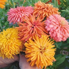 บานชื่นแคคตัสคละสี - Mixed Cactus Zinnia