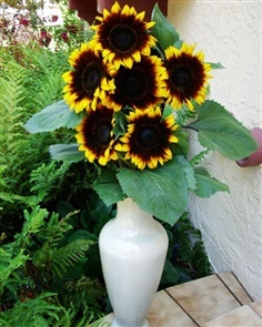 ทานตะวันโปรคัทสองสี - Procut Bicolor Sunflower (พันธุ์ตัดดอก