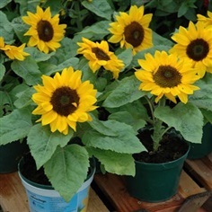 ทานตะวันบิ๊กสมายด์ - Big Smile Sunflower (พันธุ์แคระ)
