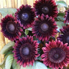 ทานตะวันโปรคัทสีแดง - Procut Red Sunflower (พันธุ์ตัดดอก)