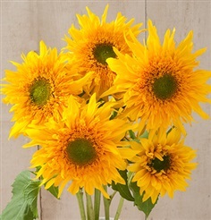 ทานตะวันกรีนเบิร์ส - Greenburst Sunflower
