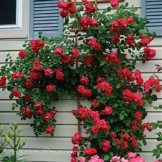 กุหลาบเลื้อยสีแดง - Red Climbing rose