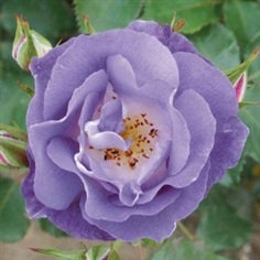 กุหลาบเลื้อยสีม่วงอ่อน - Bluemoon Climbing rose