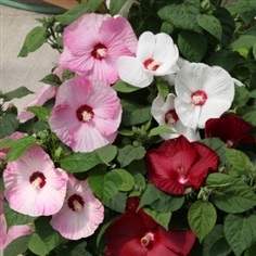 ชบาคละสี - Mixed Hibiscus