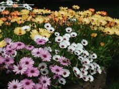 ออสทีโอสเปอมัมคละสี - Mixed Osteospermum