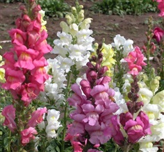 ลิ้นมังกรคละสี - Mixed Baby Snapdragon