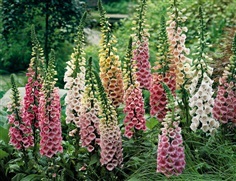 ถุงมือจิ้งจอกคละสี - Mixed Foxglove