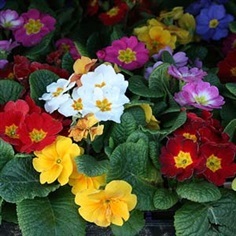 พริมูล่าอะควอลิสคละสี - Mixed Primula acaulis