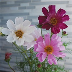 ดาวกระจายซีเชลล์คละสี - Mixed Sea Shells Cosmos