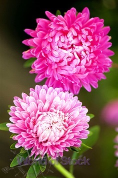 แอสเตอร์จีนสีชมพู - Pink China Aster