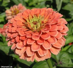 บานชื่นสีแซลม่อน - Salmon Queen Zinnia