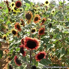 ทานตะวันอีฟนิ่งคัลเลอร์ - Evening Colors Sunflower