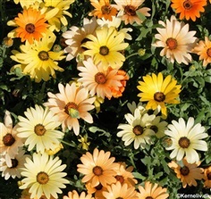 เดซี่แอฟริกันคละสี - Mixed African Daisy