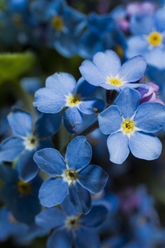 ฟอร์เก็ตมีนอตสีฟ้า - Blue Forget me not