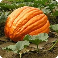 ฟักทองบิ๊กแมกซ์ - Big Max Pumpkin