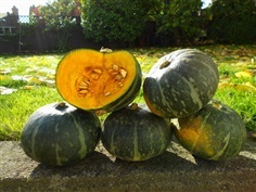 ฟักทองญี่ปุ่น - Japanese Pumpkin