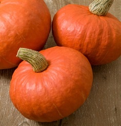 ฟักทองญี่ปุ่นสีส้ม - Orange Japanese Pumpkin