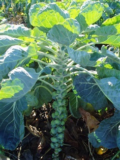 กะหล่ำดาวสีเขียว - Long Island Improved Brussels Sprout