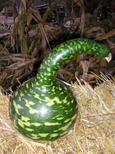 ฟักคอหงส์ - Gooseneck Gourd