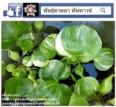 ผักตบชวาญี่ปุ่นด่าง