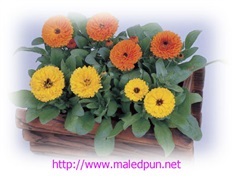 ดอกคาเลนดูล่า"อีคลิปส์" CALENDULA ECLIPSE MIX / 20 เมล็ด