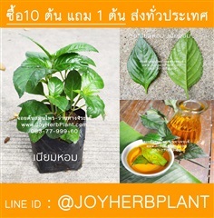 เนียมหอม เนียมอ้ม เนียมหอมใส่เหล้า ซื้อ 10แถม 1 