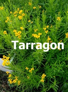 Tarragon ทารากอน
