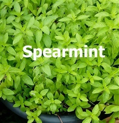 สเปียมินท์ spearmint