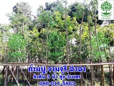 ขายต้นจามจุรีหรือต้นก้ามปู 3นิ้ว สูง3เมตร ราคาถูก