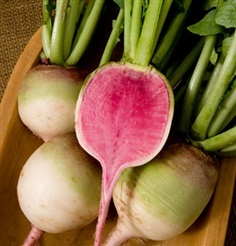 แรดิชเนื้อแดง - Red Meat Radish