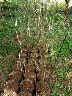 ไผ่ม่านญี่ปุ่น Japanese mini bamboo