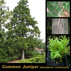 สนหอม Common juniper