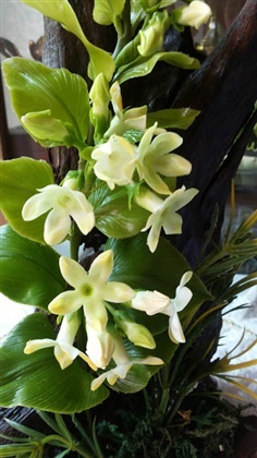 ดอกไม้ประดิษฐ์จากดินไทย(ดอกขจร-ดอกไม้ไทยๆ)
