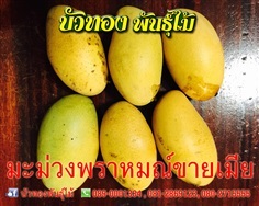 มะม่วงพราหมณ์ขายเมีย