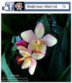 กล้วยไม้ดิน