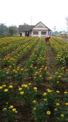 ดาวเรืองตัดดอก