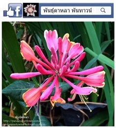 สายน้ำผึ้งสีชมพูดอกหอม