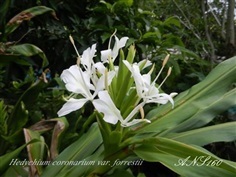 มหาหงส์ขาวช่อ Hedychium coronarium var.foresstii