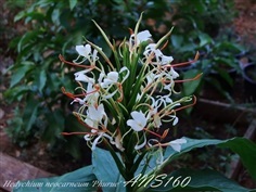 มหาหงส์ภูเรือ Hedychium neocarneum