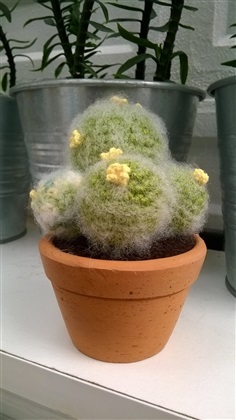 cactus 3&quot;(5)