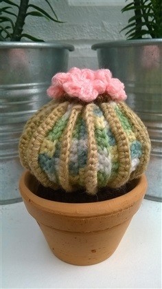 cactus 3&quot;(6)
