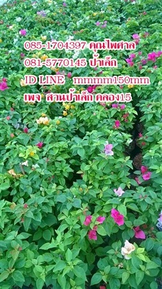 เฟื่องฟ้าคละสี