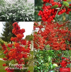 ไฟรทรอน Firethorn