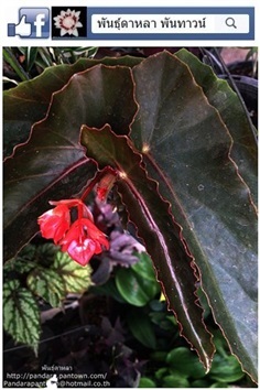 Angel Wing Begonia ใบสีน้ำตาล ดอกสีแดง
