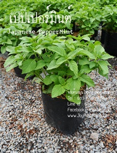 เปปเปอร์มิ้นท์  (Japanese Pepper Mint )