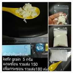 บัวหิมะธิเบต:  คีเฟอร์นม : milk kefir grain