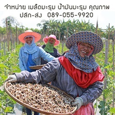 ขายเมล็ดมะรุม น้ำมันมะรุม - ปลีก-ส่ง